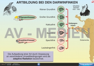 Artbildung bei den Darwinfinken