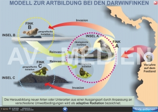 Artbildung bei den Darwinfinken