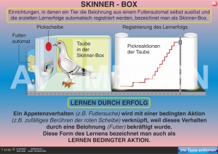 Lernen durch Erfolg