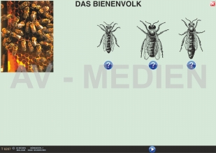 Lebensweise und Entwicklung der Honigbiene