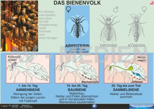 Lebensweise und Entwicklung der Honigbiene