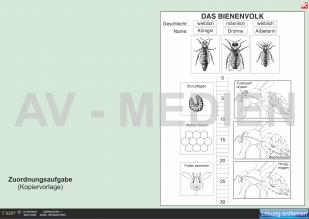 Lebensweise und Entwicklung der Honigbiene