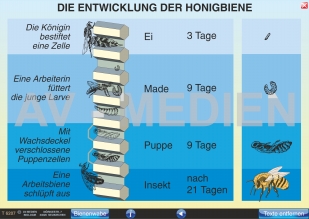 Lebensweise und Entwicklung der Honigbiene