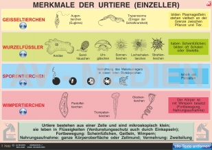 Merkmale der Urtiere (Einzeller)