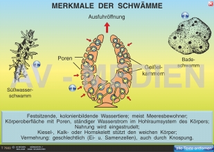 Merkmale der Schwämme