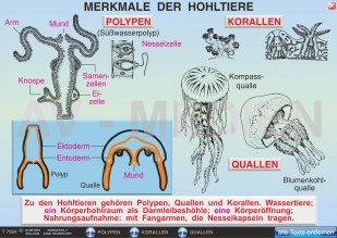 Merkmale der Hohltiere