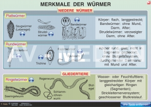 Merkmale der Würmer