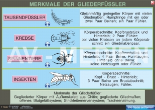 Merkmale der Gliederfüßler