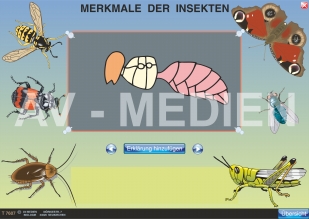 Merkmale der Insekten