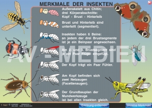 Merkmale der Insekten