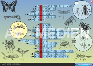 Merkmale der Insekten