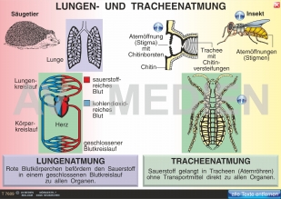 Lungen- und Tracheenatmung