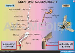 Innen- und Außenskelett