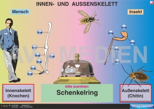 Innen- und Außenskelett