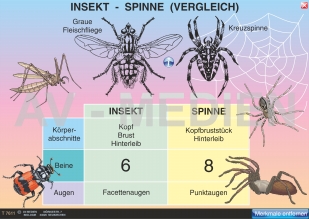 Insekt - Spinne (Vergleich)