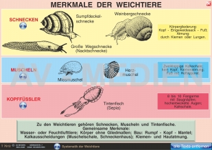 Merkmale der Weichtiere