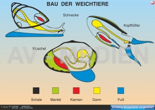 Merkmale der Weichtiere