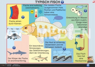 Merkmale der Fische - AV-Medien Onlineshop