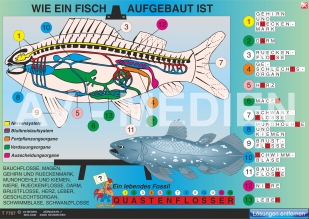 Merkmale der Fische