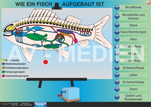 Merkmale der Fische