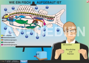 Merkmale der Fische