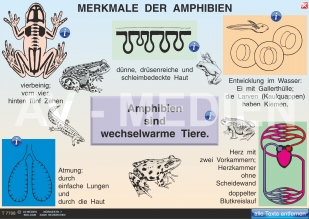 Merkmale der Amphibien - AV-Medien Onlineshop