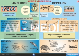 Nie mehr verwechseln: Amphibien und Reptilien