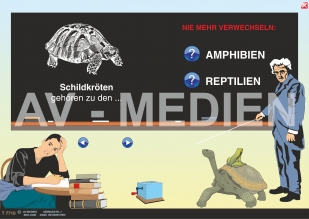 Nie mehr verwechseln: Amphibien und Reptilien