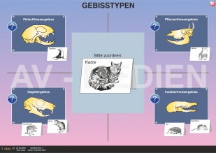 Gebisstypen der Sugetiere