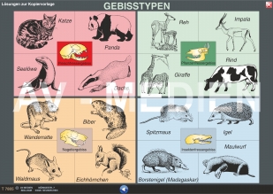 Gebisstypen der Sugetiere