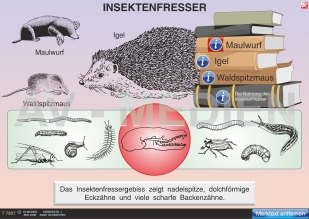 Die Insektenfresser