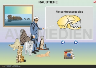 Die Raubtiere (Fleischfresser)