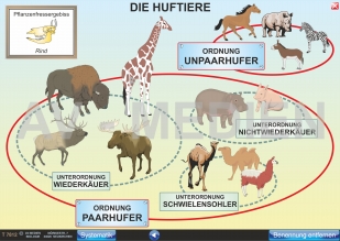 Die Huftiere