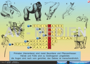 Die Primaten