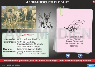 Afrikanische Tierwelt