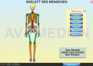 Skelett und Muskulatur