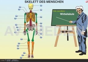 Skelett und Muskulatur