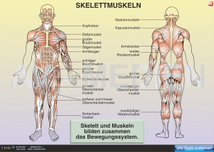 Skelett und Muskulatur