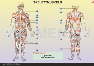 Skelett und Muskulatur