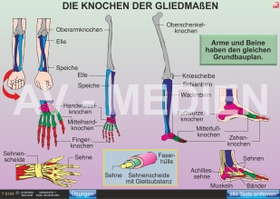 Die Knochen der Gliedmaßen