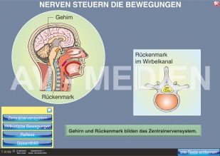 Nerven steuern die Bewegungen