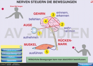 Nerven steuern die Bewegungen