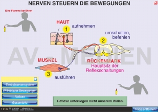 Nerven steuern die Bewegungen