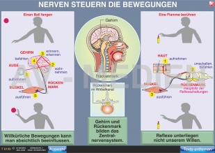 Nerven steuern die Bewegungen