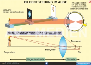 Die Bildentstehung im menschlichen Auge