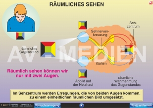 Räumliches Sehen