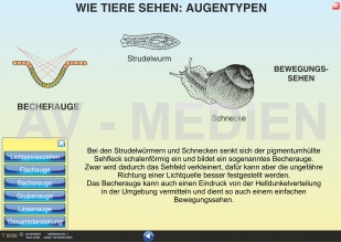 Wie Tiere sehen