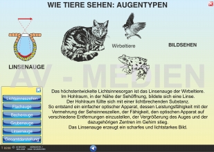 Wie Tiere sehen