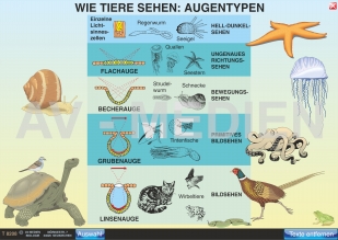 Wie Tiere sehen