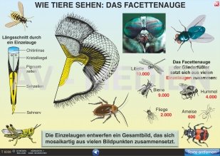 Wie Tiere sehen